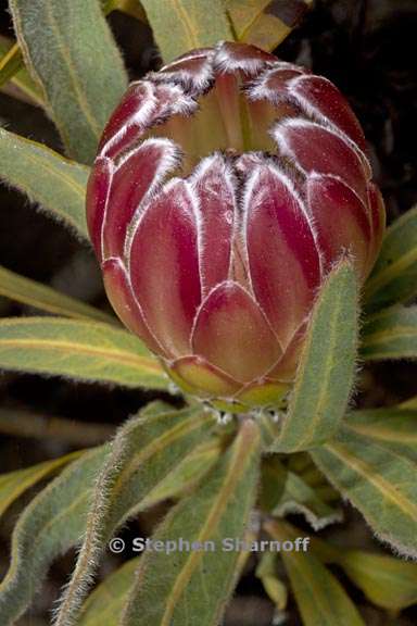 protea burchellii 1 graphic